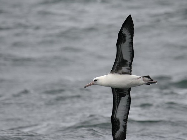 Laysan Albatross